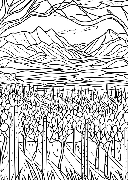 25 Free South African Winter Colouring Pages for Kids - Misty vineyards in the Cape Winelands