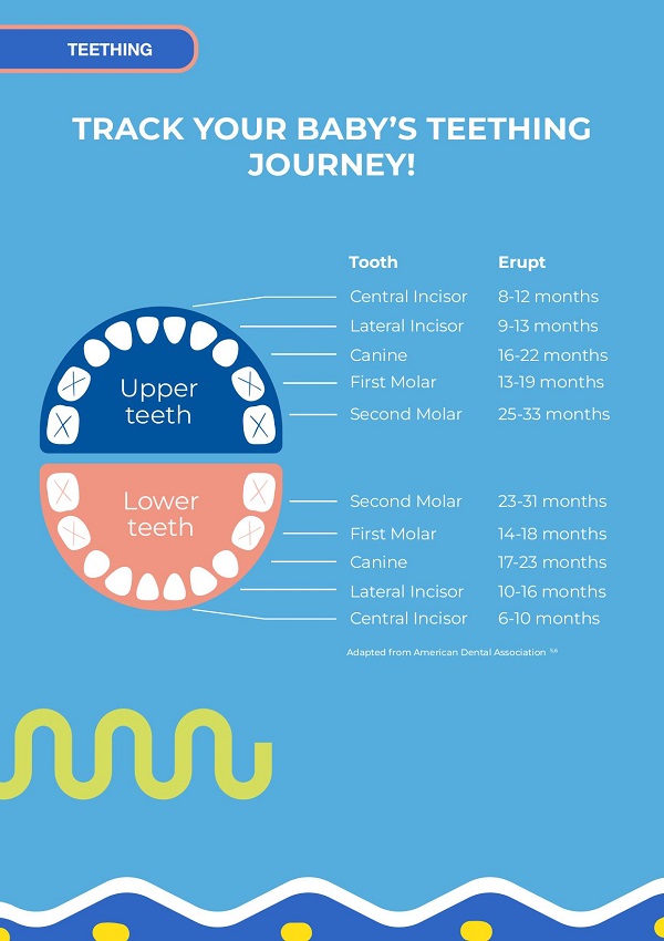 Aspen Little Wonders Baby Teeth Chart