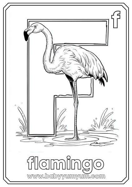 F – Flamingo Flamingos are tall, elegant birds with pink feathers. They love standing on one leg and live in salt lakes and pans.