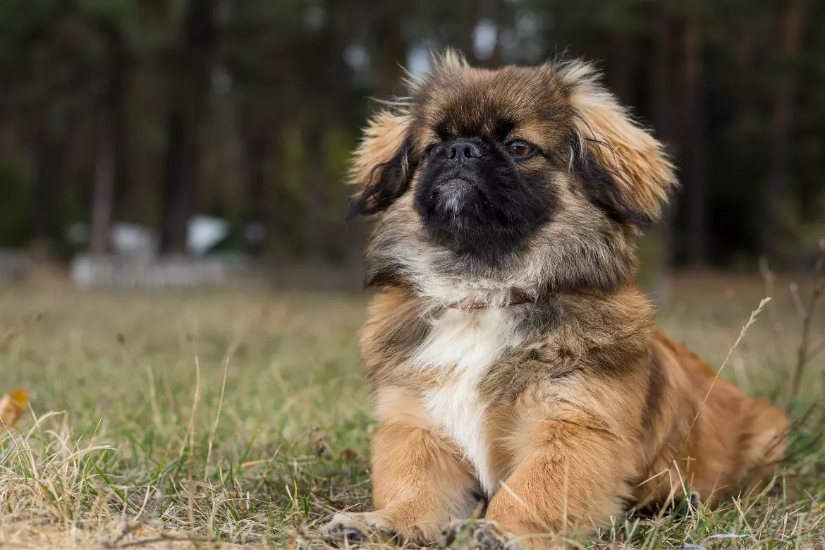 The best and worst dog breeds for children and families