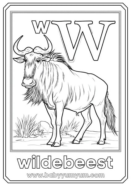 W – Wildebeest Also known as the gnu, wildebeests live in large herds and migrate across grasslands. They look a bit like cows with horns!
