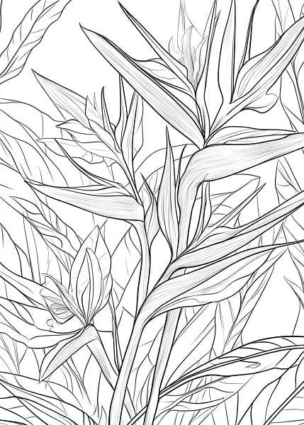 line_drawing_of_Bird_of_Paradise_Strelitzia_flower